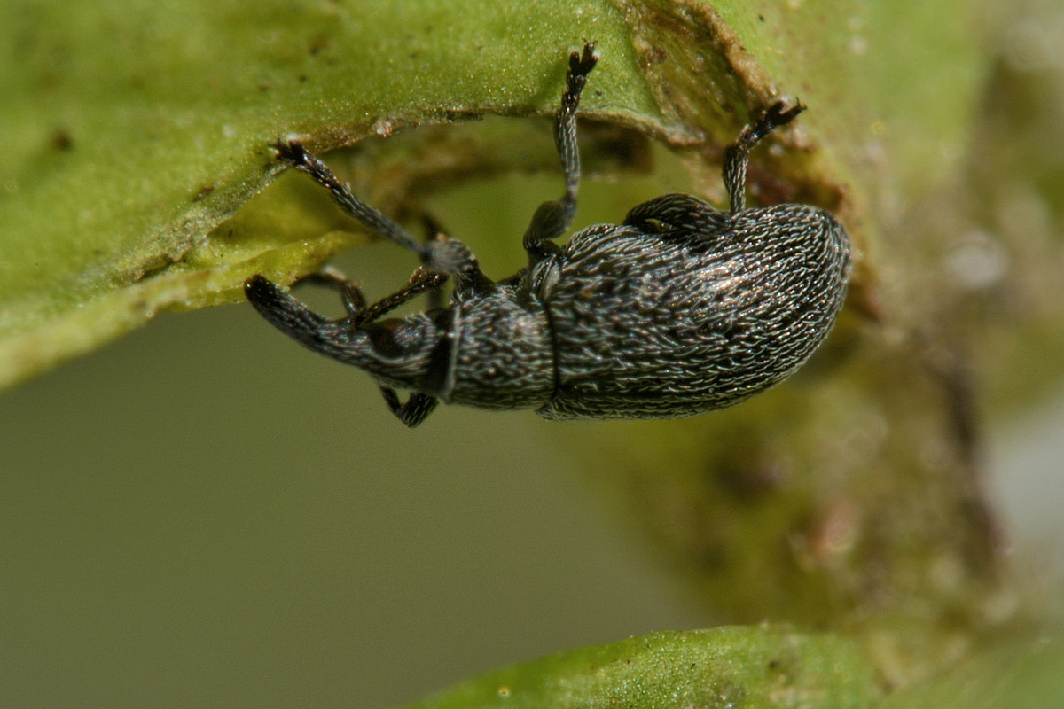 Apionidae:  Catapion sp? Si. Catapion seniculus